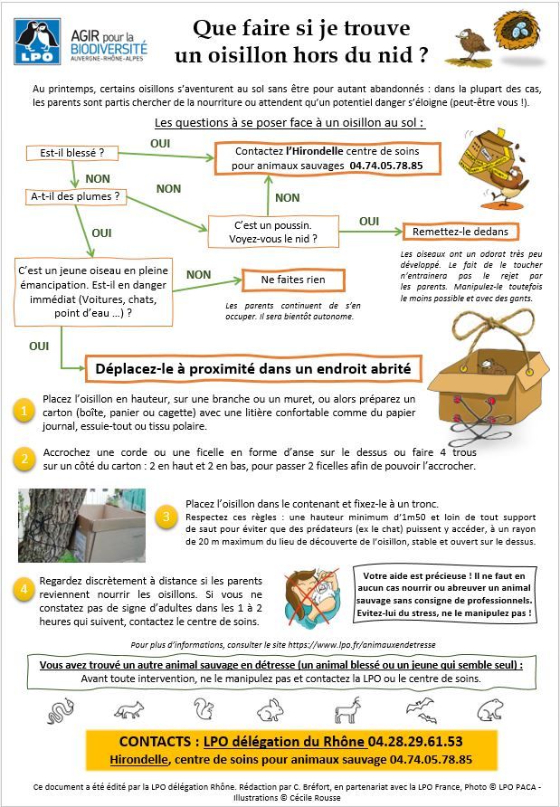 Fiche info oisillon